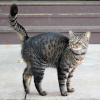 cat-walk