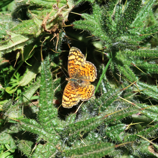 IMG_9472-Mylitta-Crescent-Phyciodes-mylitta.jpg