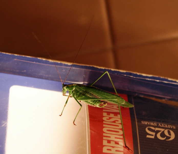 hopper-1.jpg