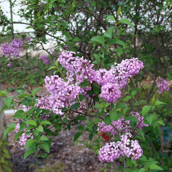 IMG_1370.jpg