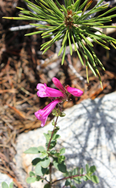 IMG_2294-Penstemon-newberryi-mountain-pride.jpg