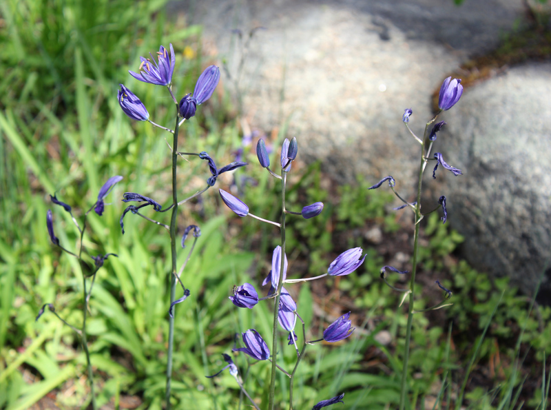 IMG_2328-Camassia-quamash-camas.jpg