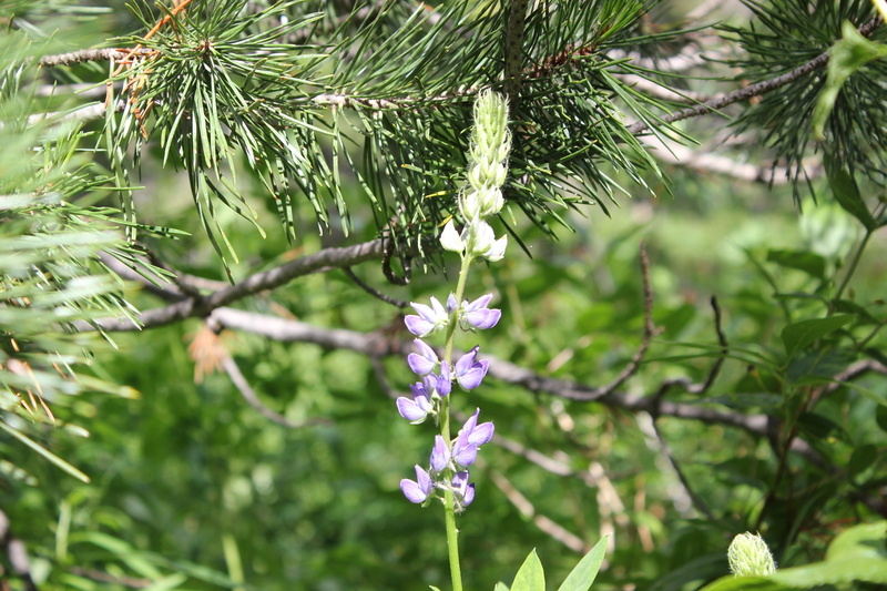IMG_2335-lupine.jpg
