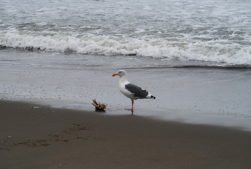 IMG_0399-gull.jpg