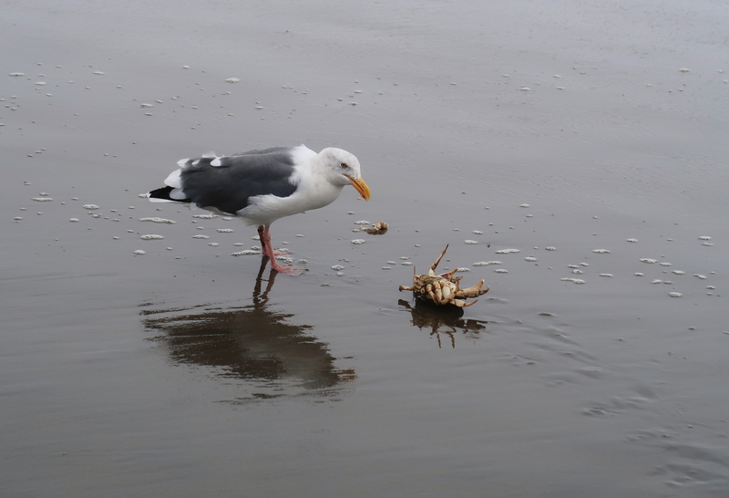 IMG_0406-gull.jpg