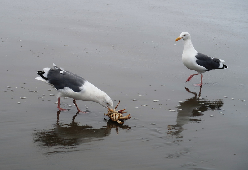 IMG_0407-gull.jpg