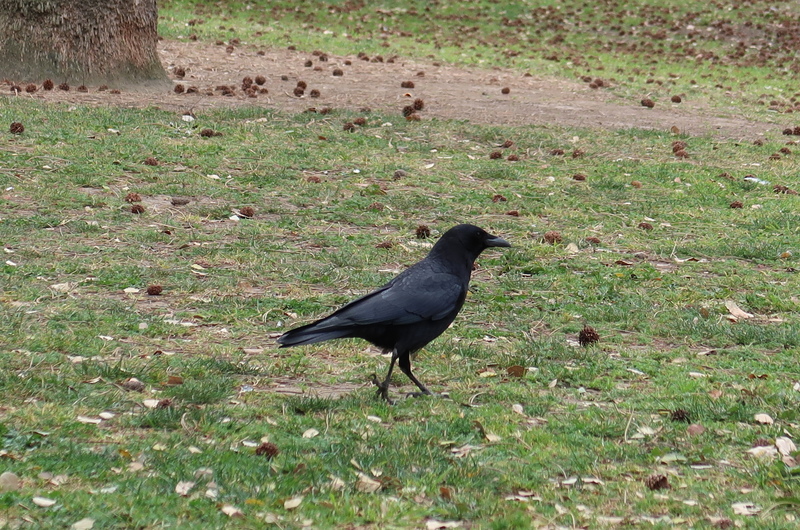 IMG_3137-crow.jpg