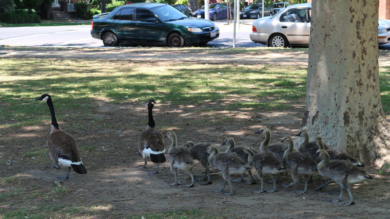 IMG_3998-geese.jpg