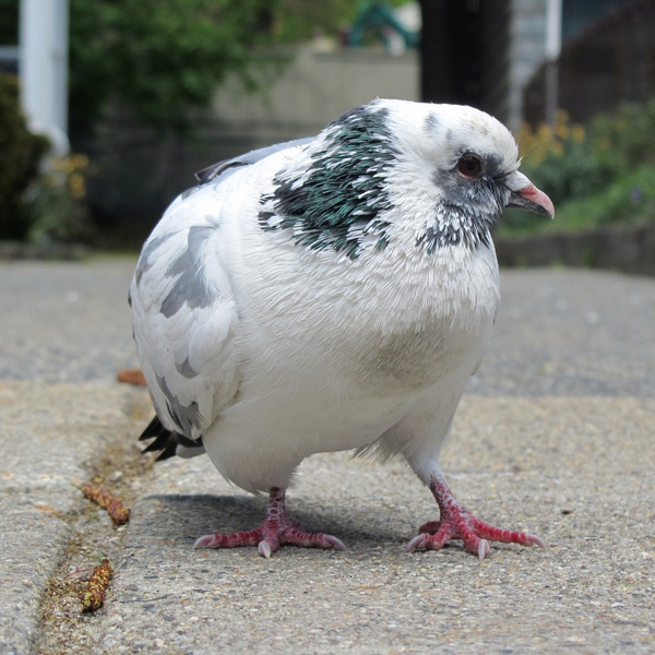 IMG_5335-green-pidgeon.jpg