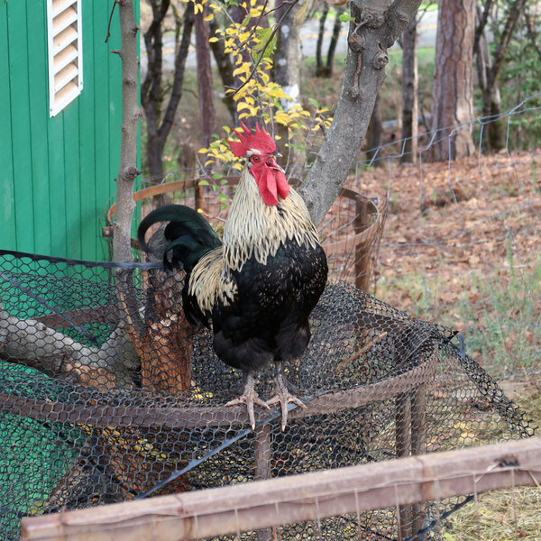 IMG_7311-rooster.jpg