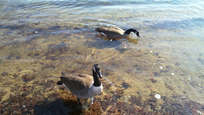 geese-in-fells.jpg