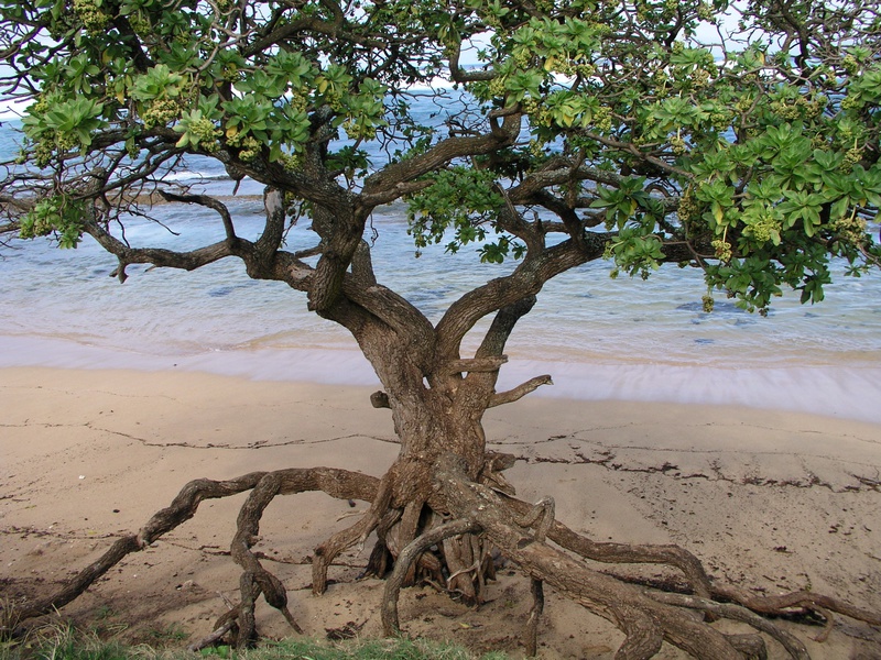 symmetrical-tree.jpg