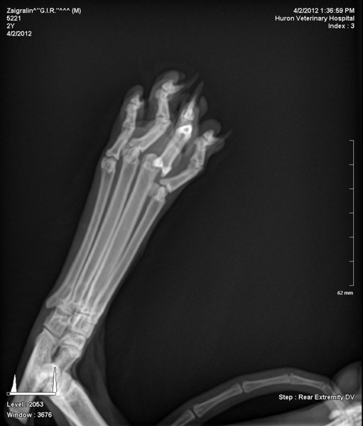 371_5221_3-gir-paw.png