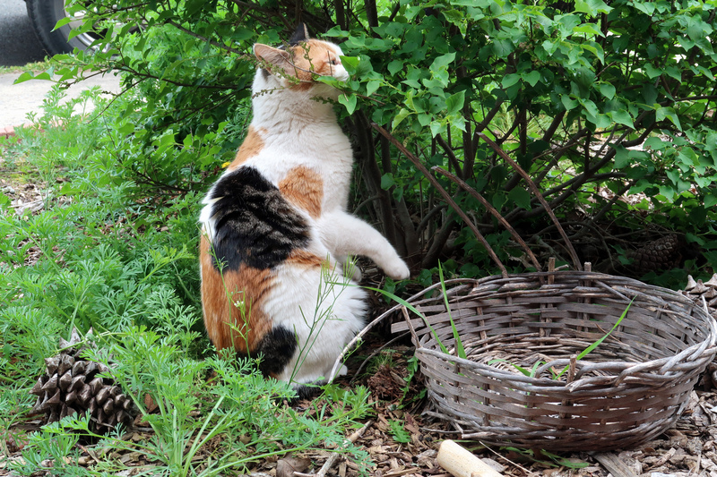 IMG_1306-cat-eating-lilac.jpg