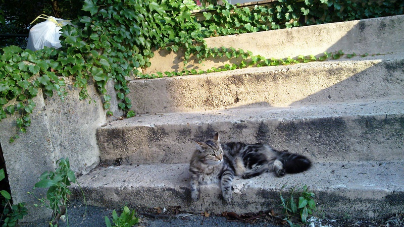 gir-on-stairs.jpg