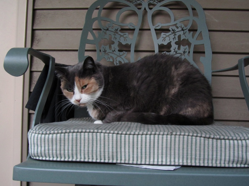 kali-on-balcony.jpg