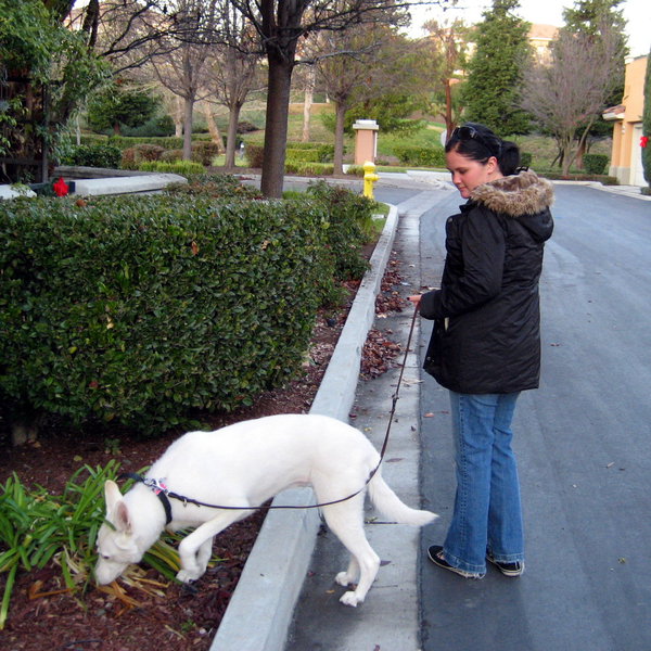 morgan-walks-dog.jpg