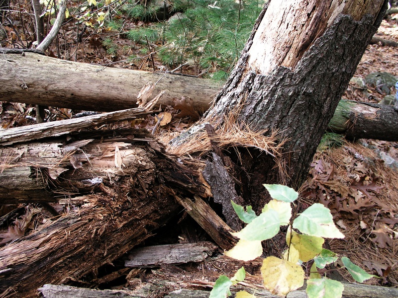 logs.jpg