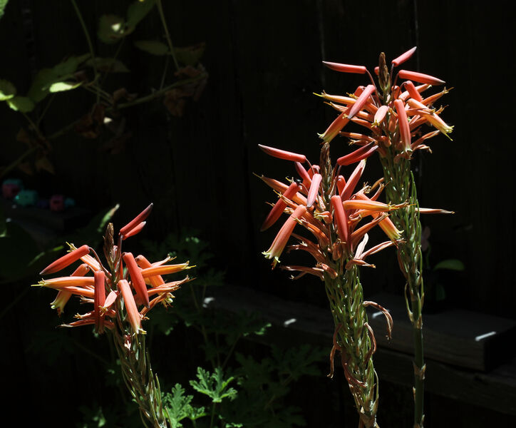 A51G0128-aloe.jpg