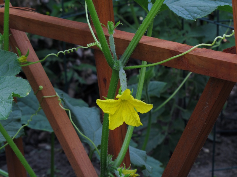 IMG_0261-cucumber.jpg