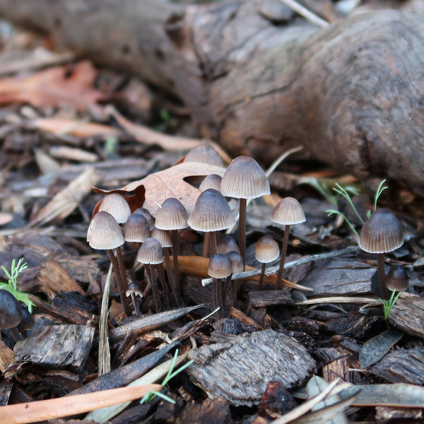 IMG_0603-mushrooms.jpg