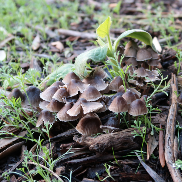IMG_0606-mushrooms.jpg