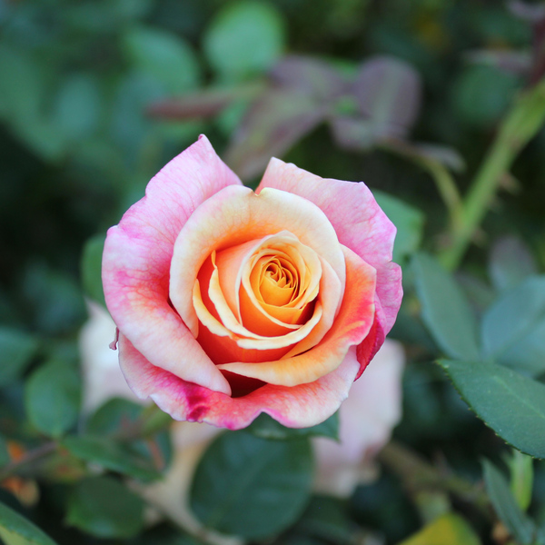 IMG_0686-pygmy-rose.jpg