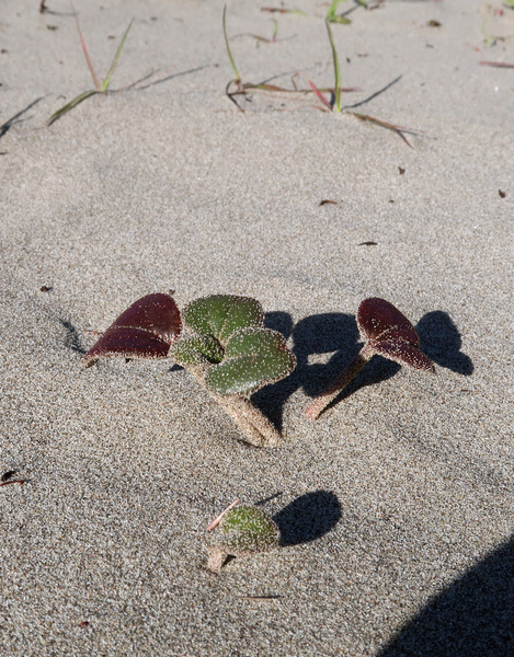 IMG_0849-Abronia-latifolia-yellow-sand-verbena.jpg