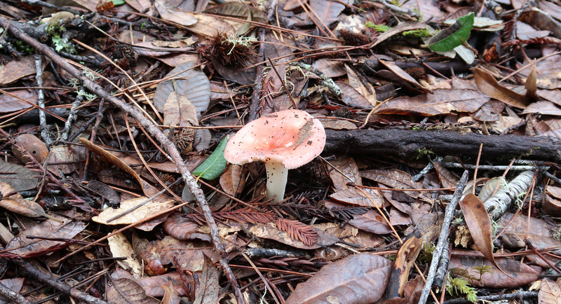 IMG_0889-Russula-cremoricolor-perhaps.jpg
