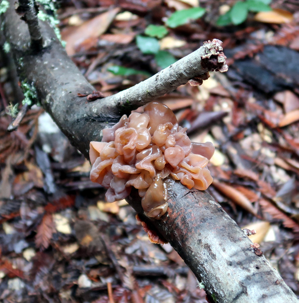 IMG_0898-Phaeotremella-foliacea.jpg