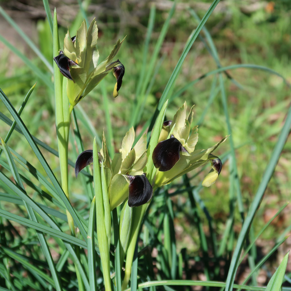 IMG_1068-Iris-tuberosa-snakes-head-iris.jpg