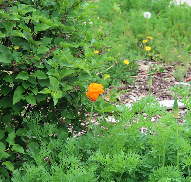 IMG_1275-crop.jpg