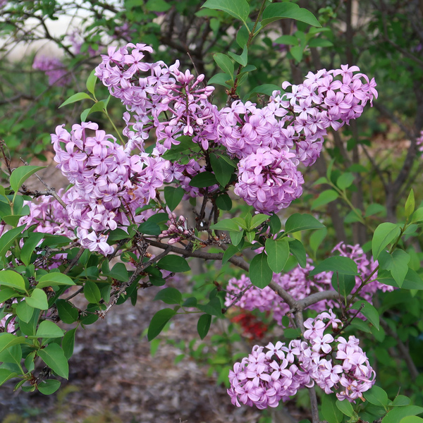 IMG_1370-zoom.jpg
