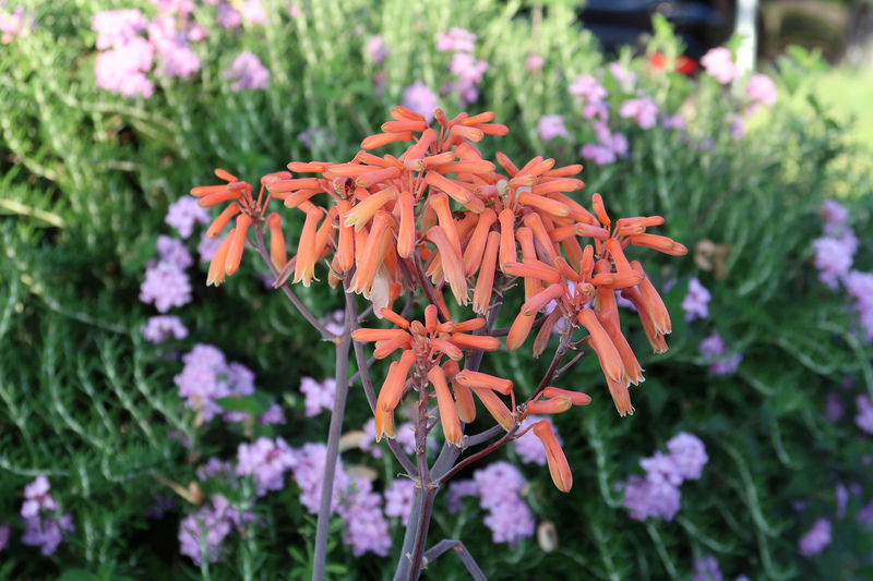 IMG_1411-soap-coral-aloe.jpg