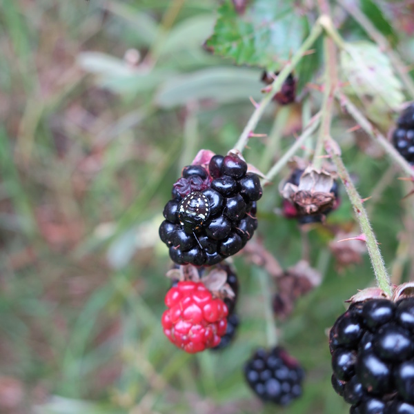 IMG_2157-blackberry.jpg