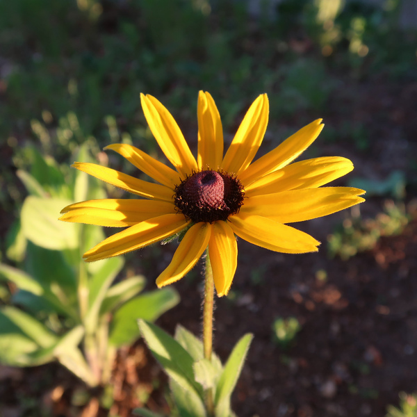 IMG_2349-Rudbeckia-hirta-Blackeyed-Susan.jpg