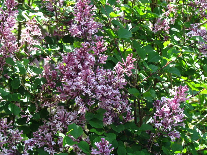 IMG_2779-lilac.jpg