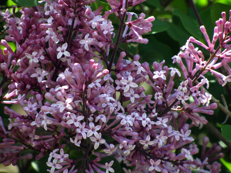 IMG_2780-lilac.jpg