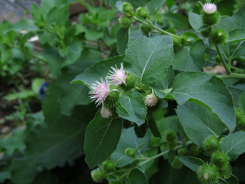 IMG_3180-burdock.jpg