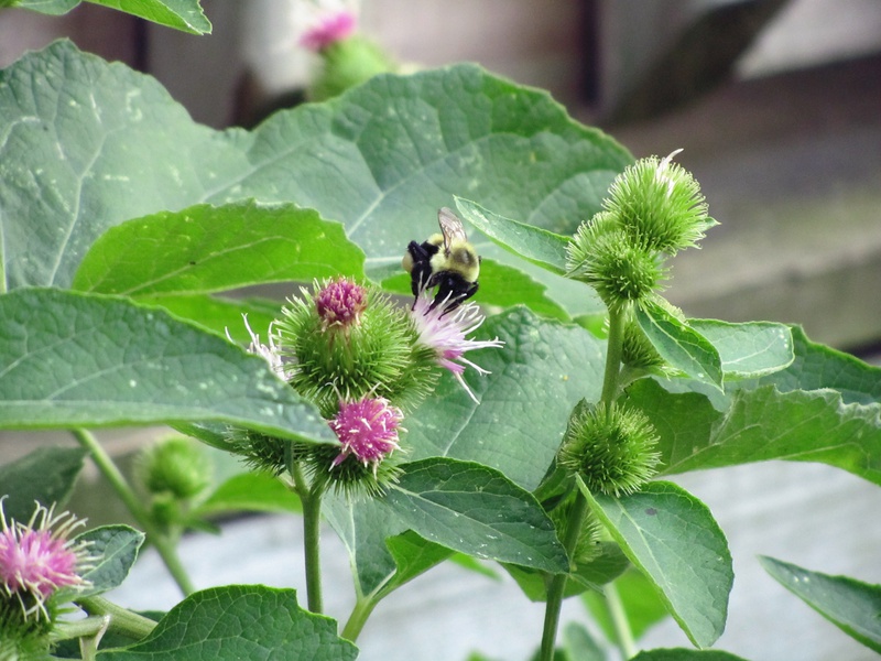 IMG_3247-burdock.jpg