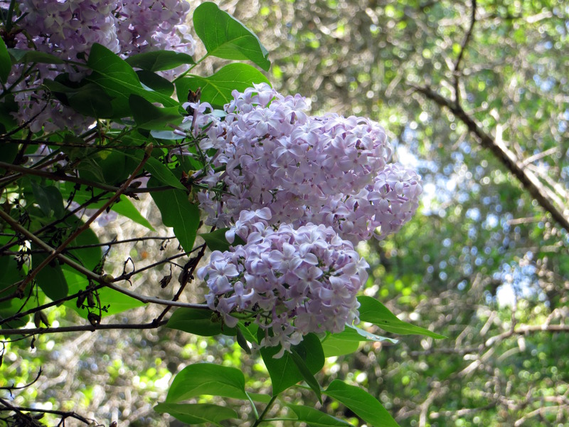 IMG_4352-lilac.jpg