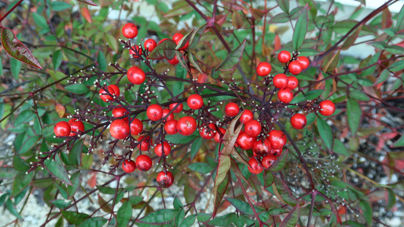IMG_7950-Nandina-domestica.jpg
