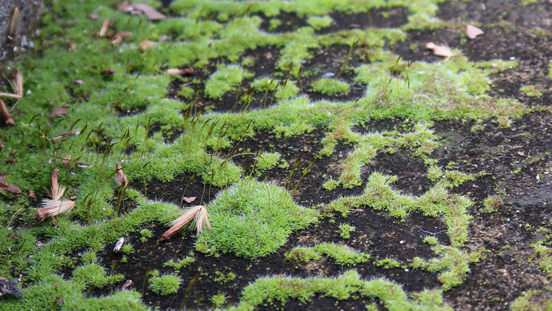 IMG_7967-Campylopus-introflexus-Heath-star-moss.jpg