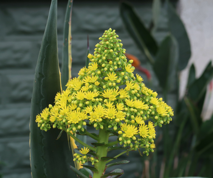 IMG_8076-Aeonium-arboreum.jpg