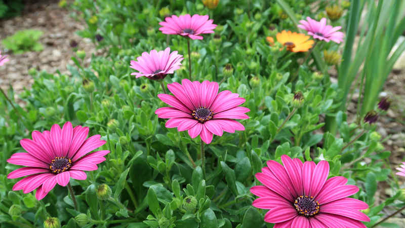 IMG_8145-Dimorphotheca-daisy.jpg