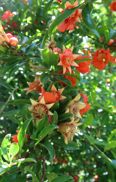 IMG_9291-pomegranate.jpg