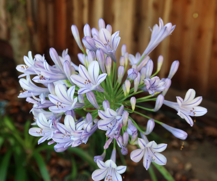 IMG_9983-Agapanthus-campanulatus.jpg