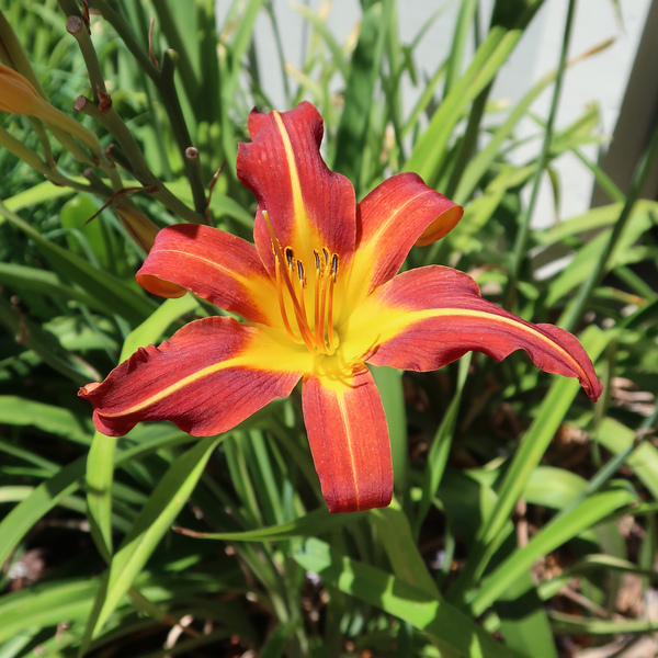 IMG_9985-Hemerocallis-fulva-Orange-daylily.jpg