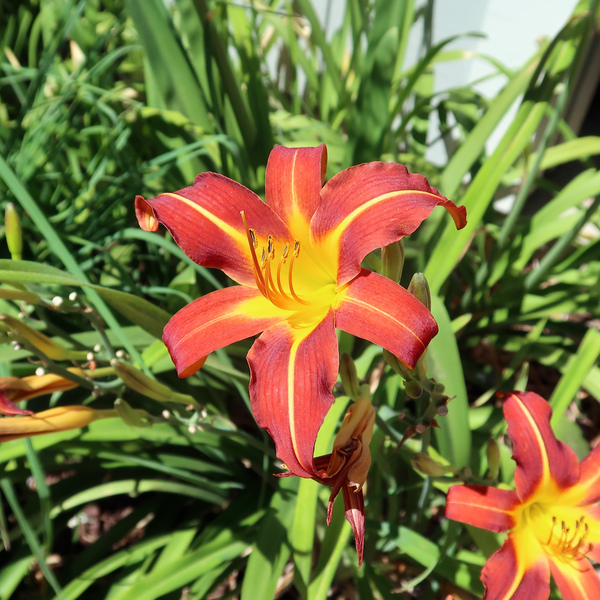 IMG_9987-Hemerocallis-fulva-Orange-daylily.jpg