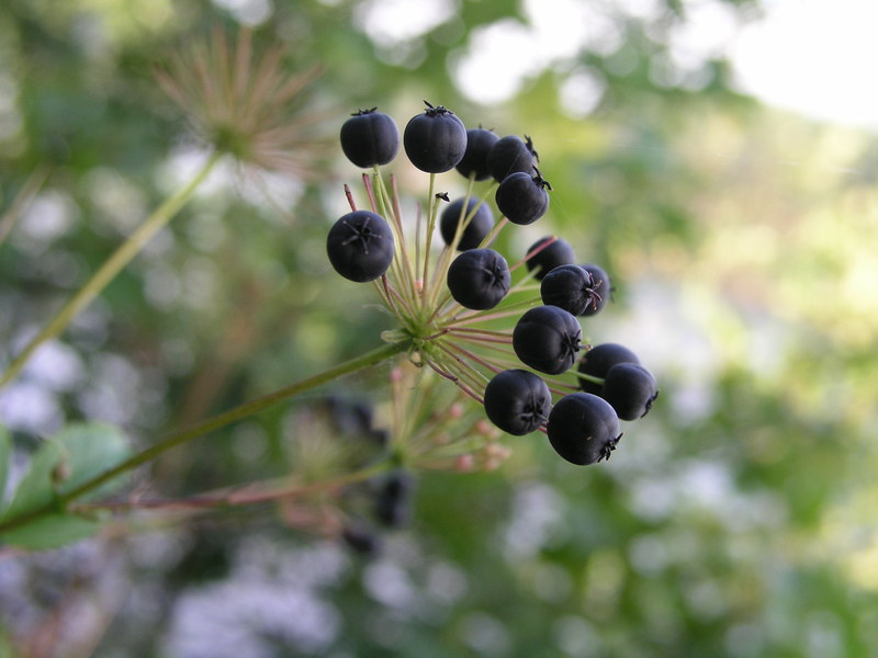 blue-berries.jpg